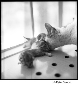 Project cats