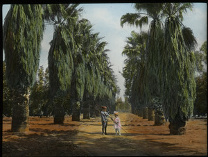 Washingtonia palms, California