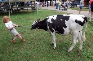 Forty-eight-pound Brittany Ornberg, 6, Westerly, tries to coax her family's Holstein, Lilah, toward the show ring at he Washington County Fair