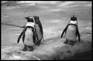 Humboldt penguins at the Roger Williams Park Zoo