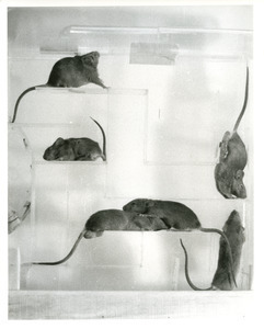 Mice in glass maze