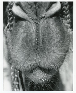 Closeup of snout