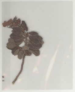 Alpine rose sample