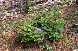 NSF-URP Coppice Woodlot Study. Red oak and red maple root sprouts 5 weeks after cutting.