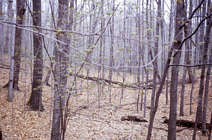 HMF Phenology #10 - 14 May 1972