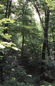 Overgrown old carriage road north of sugarbush.
