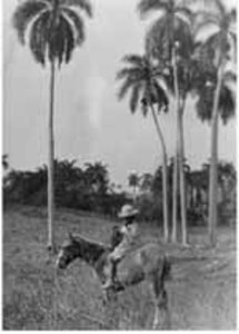 Boy on a pony at the Caledonia estate at Soledad, Cuba