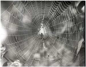 Spider web and spider