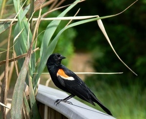 Red winged blackbird (male) perched on a railing near a patch of reeds, Wellfleet Bay Wildlife Sanctuary