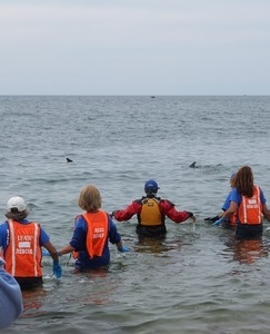 International Fund for Animal Welfare volunteers watch as stranded dolphins swim off away their release into the water