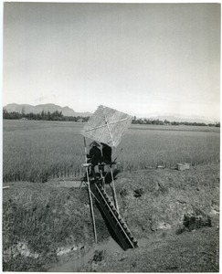 Farmers irrigating rice fields