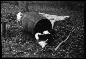 Dog in a barrel, Montague Farm Commune