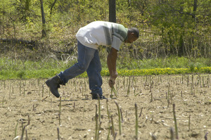 Hibbard Farm: worker gathering asparagus in the field