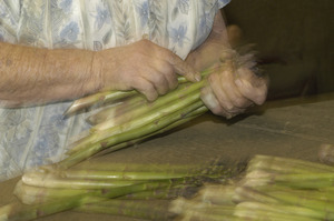 Hibbard Farm: close-up of a woman's hands while bunching asparagus