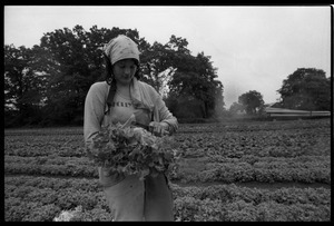 Lettuce pickers in the fields, probably western Massachusetts: young woman trimming a head of lettuce