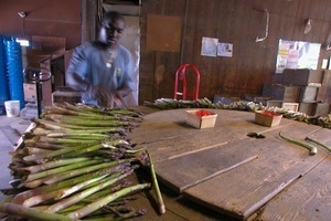 Hibbard Farm: worker at a round table, sorting and bunching asparagus