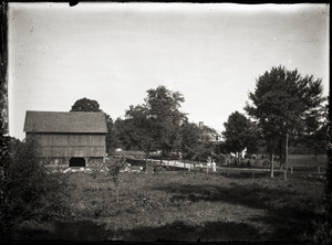 Barn and cattle, across the road from unidentified house (Greenwich, Mass.)