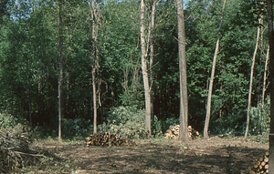 Wilson Greatbatch genetic plantation regeneration project image 11.