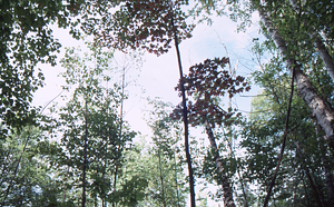 Paper birch regeneration study - Birch Strips. Cut strip 2.0 with open canopy.