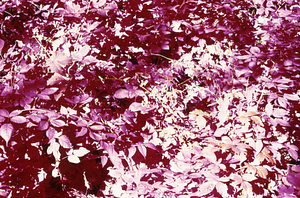 False color IR image of blackberry (Rubus allegheniensis) and false buckwheat (Polygonum cilinode) in permanent plot 1105. False Color Infrared/True Color Project.