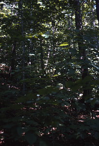 Red oak and sugar maple in Permanent Plot 0716