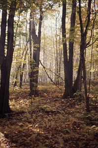 Red maple in old pasture on the south side of Lower Loop Trail