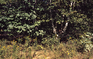 Paper birch and red oak on Lower Loop -Carriage RoadTrail.
