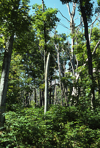 Color image of dead and live sugar maples (Acer saccharum) in permanent plot 1105 following saddle-prominent caterpillar defoliation. False Color Infrared/True Color Project.