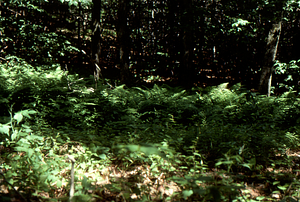 Hayscented Fern Study. 20. Fern glade in Permanent plot near Taconic Range ridge.