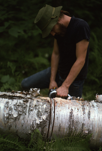 Lee Kauppila ('76 UMass) cutting paper birch disk in Paper Birch Biomass and Productivity study (NSF-URP).