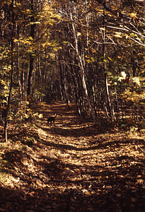 Upper Loop Trail. HW Art's dog Mocha in middle distance.