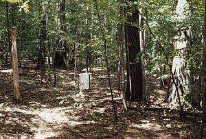 Leaf litter collectors and mature red oaks in International Biological Programme (IBP) Plot - U.S. Forest Service Farm Forestry Unit A South.
