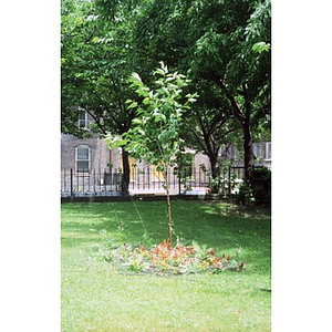 Sapling surrounded by flowers.