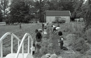 Hoeing and planting in the Brotherhood of the Spirit commune garden