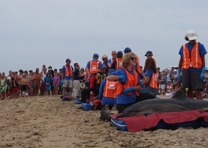 International Fund for Animal Welfare volunteers care for stranded dolphins lying on cushions near the water, with crowd looking on