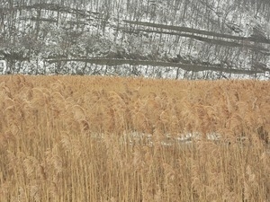 Marsh in a winter landscape