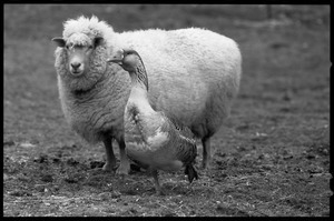 Sheep and goose standing together in a pasture during a spell of mild weather