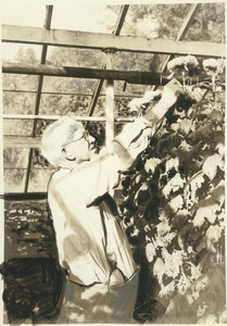Michael Connor working in greenhouse