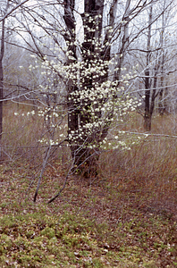 Shadbush (Amelanchier canadensis) in flower with red maple (Acer rubrum) overstory in Hopkins pasture.