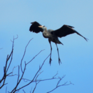 Great Blue Heron at Arcadia Rookery