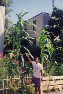 Corn grown 38 1/2 feet tall and did not yield any corn