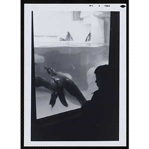 A boy watches penguins in an aquarium at a zoo