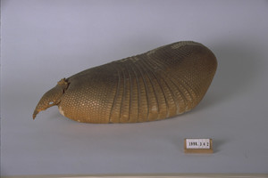 Armadillo shell