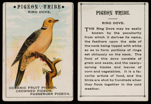 Pigeon tribe, ring dove, location unknown, undated