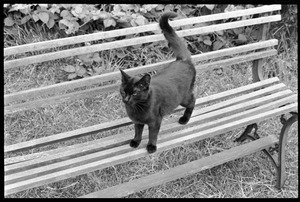 Black cat on a garden bench