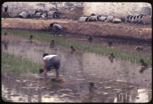 Foshan: planting rice