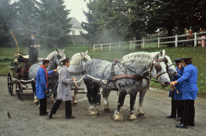 Carriage and draft horses in harness