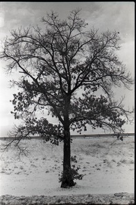 Tree in the snow outside JFK airport