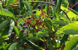 Pokeweed (?) with berries, Wellfleet Bay Wildlife Sanctuary