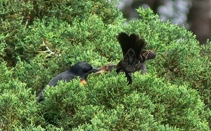 Red winged blackbird pair perched in a cypress, Wellfleet Bay Wildlife Sanctuary